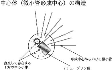 %25E4%25B8%25AD%25E5%25BF%2583%25E4%25BD%2593.gif