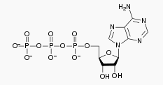 %E2%98%85ATP.bmp