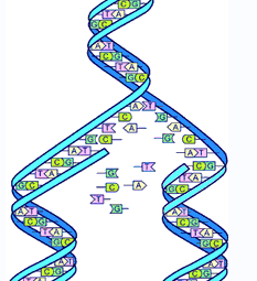%E2%98%85DNA%E8%A4%87%E8%A3%BD.bmp