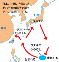 %E3%82%A6%E3%83%8A%E3%82%AE%E3%81%AE%E4%B8%80%E7%94%9F.jpg