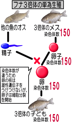 %E3%82%AE%E3%83%B3%E3%83%96%E3%83%8A%E3%80%80%EF%BC%93%E5%80%8D%E4%BD%93.gif