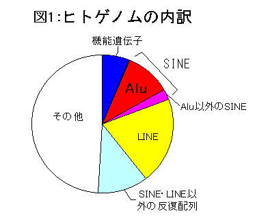 %E3%83%92%E3%83%88%E3%82%B2%E3%83%8E%E3%83%A0%E3%81%AE%E5%86%85%E8%A8%B3.gif