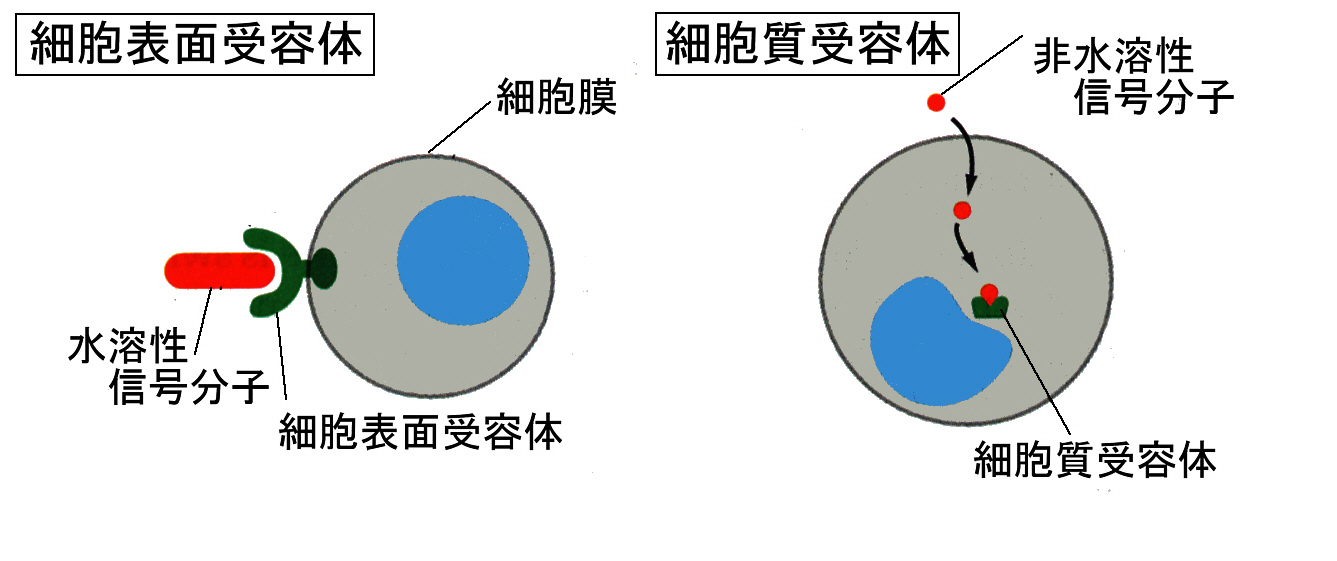 %E5%8F%97%E5%AE%B9%E4%BD%93.jpg