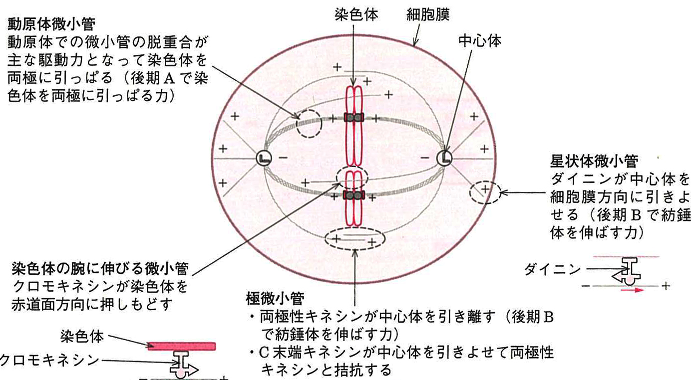 %E7%B4%A1%E9%8C%98%E4%BD%93.jpg