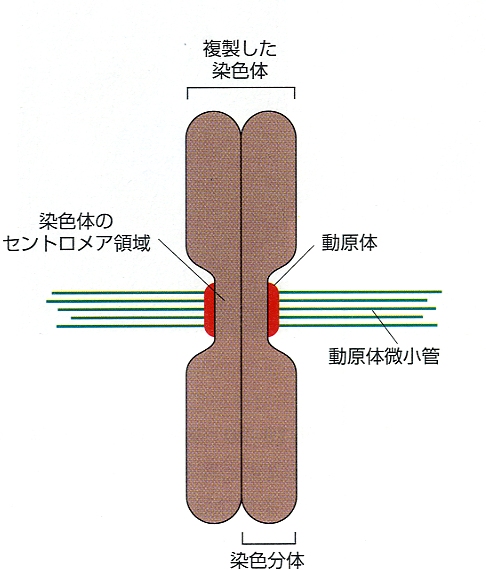 %E7%B4%B0%E8%83%9E%E5%88%86%E8%A3%82010.jpg
