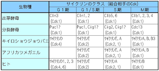 %E7%B4%B0%E8%83%9E%E5%91%A8%E6%9C%9F%E3%82%92%E5%88%B6%E5%BE%A1%E3%81%99%E3%82%8B%E3%82%B5%E3%82%A4%E3%82%AF%E3%83%AA%E3%83%B3.jpg