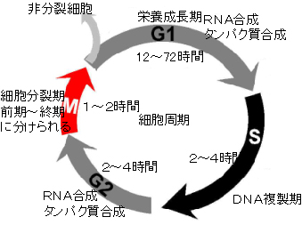 %E7%B4%B0%E8%83%9E%E5%91%A8%E6%9C%9F.jpg