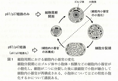 %E7%B4%B0%E8%83%9E%E5%91%A8%E6%9C%9F001.jpg