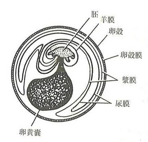 %E7%BE%8A%E8%86%9C%E5%8D%B5.jpg