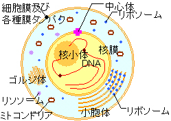 %EF%BC%A7%EF%BC%91%E6%9C%9F.jpg