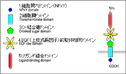 %EF%BC%AC%EF%BC%A4%EF%BC%AC%E5%8F%97%E5%AE%B9%E4%BD%93.jpg