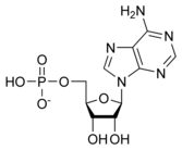 167px-AMP_chemical_structure%5B1%5D.png