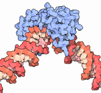 200px-TATA-binding_protein%5B1%5D.png