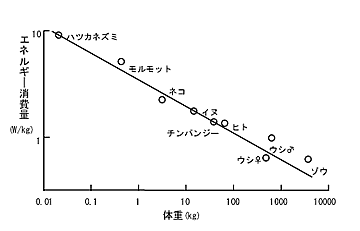 生体別体重・エネルギー消費量