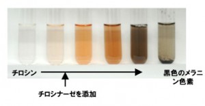 メラニンpic_kojic3