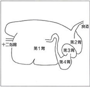 ４つの胃の模式