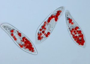 Paramecium caudatum - gefüttert mit gefärbten Hefezellen