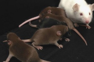 mice-e1454562040631