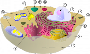 400px-Biological_cell_svg