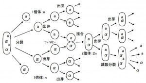 酵母　無性生殖／有性生殖