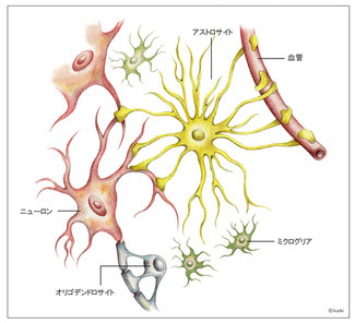 中枢-神経系のグリア細胞図