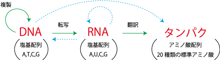 RNA編集_図１