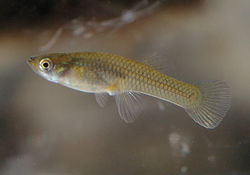 250px-Gambusia_affinis%5B1%5D.jpg