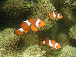 250px-Ocellaris_clownfish%5B1%5D.jpg
