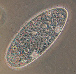 260px-Paramecium.jpg