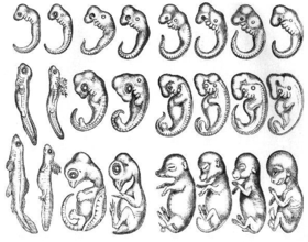 280px-Baer_embryos.png