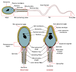 300px-Complete_diagram_of_a_human_spermatozoa.svg%5B1%5D.png