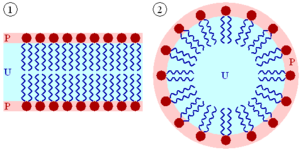 300px-Lipid_bilayer_and_micelle%5B1%5D.png