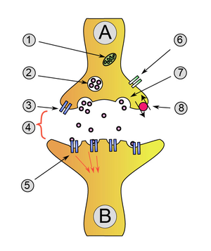 300px-Synapse_diag1.png