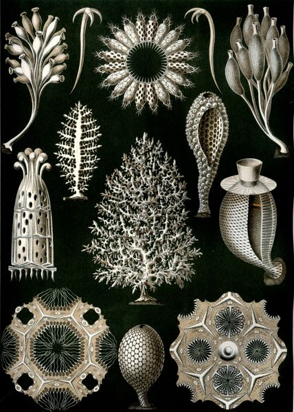 428px-Haeckel_Calcispongiae.jpg