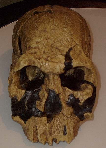 432px-Homo_rudolfensis.jpg