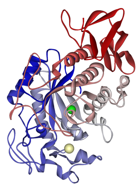 442px-Salivary_alpha-amylase_1SMD.png