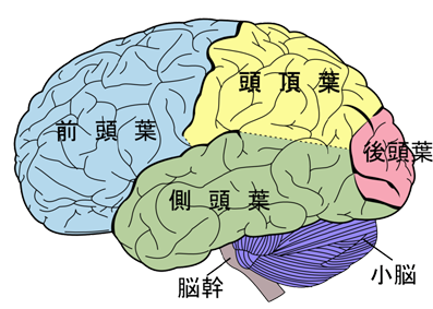 800px-Brain_diagram_ja.png