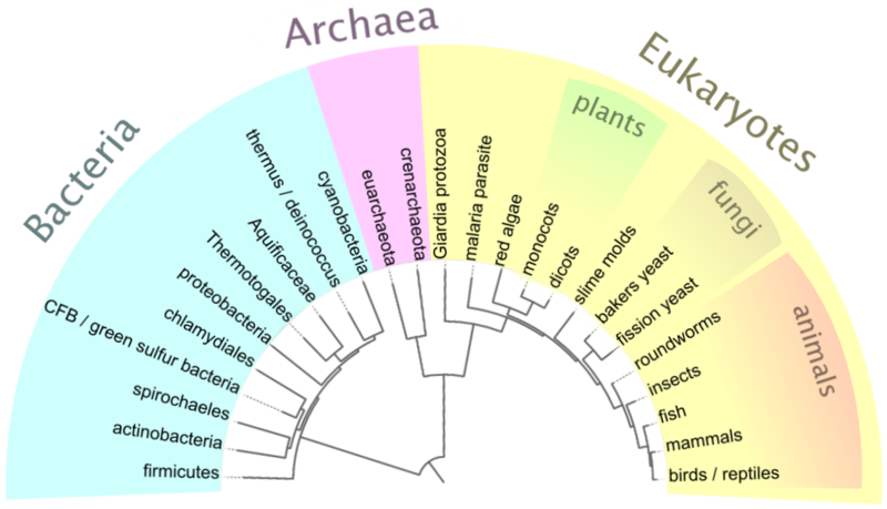 800px-Simplified_tree.png