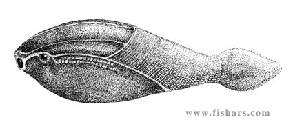 Arandaspis.jpg