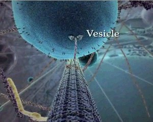 CELL_hvd%E3%82%AD%E3%83%8D%E3%82%B7%E3%83%B3.jpg