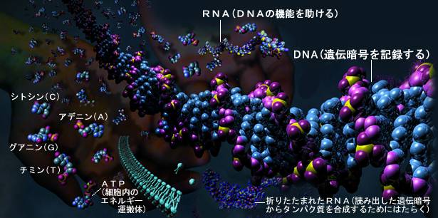 DNA%E3%83%BBRNA.jpg