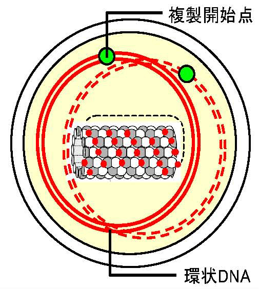 DNA%E8%A4%87%E8%A3%BD.jpg