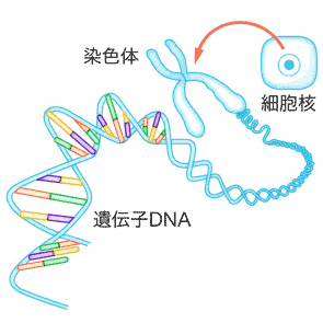 DNA.gif