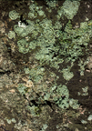 Lichen%5B1%5D.jpg