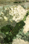 LichenMoss%5B1%5D.jpg