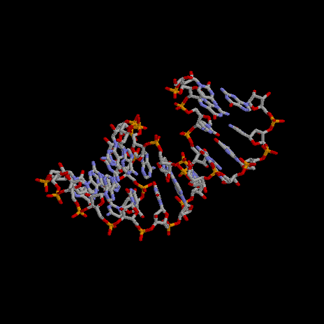 RNA.gif