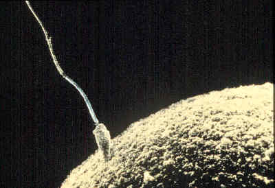 Sperm-egg.jpg