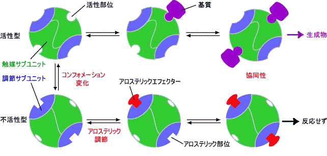 allosteric%E9%85%B5%E7%B4%A0.gif