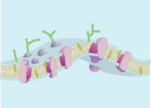 biophysics3%5B1%5D.gif