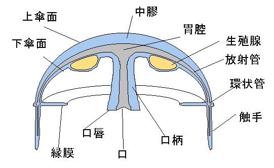 bodyplan.jpg